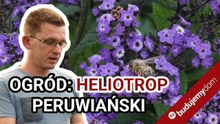 Heliotrop peruwiański  fiolety i zapach wanilii w ogrodzie [upl. by Dempster570]