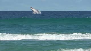 Whales Breaching  View From The Shore and Above [upl. by Ledniahs]