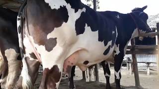 Dairy cow market price in Bangladesh  BD Life Trailer [upl. by Siekram]