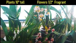 Orchid Oncidium Twinkle Pink Profusion amp White Fragrance Fantasy [upl. by Ivette]