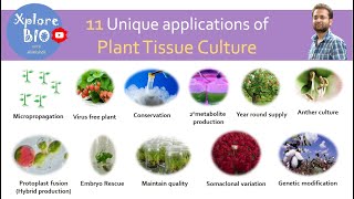 11 Unique applications of plant tissue culture [upl. by Atineg]