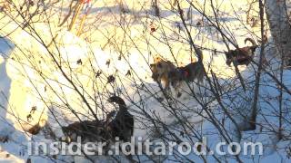 Music Montage 1 from 2011 Iditarod Sled Dog Race [upl. by Alegnasor]