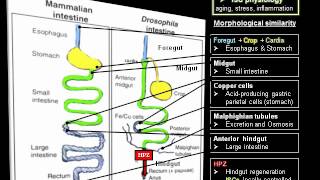 Drosophila Melanogaster  Fruit Fly [upl. by Etnuad]