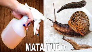 Mata Lesma Caracol e Caramujo Receita Rápida sem gastar nada [upl. by Notnek]