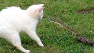 Snake vs Cat  Mossy Oak [upl. by Rehoptsirhc]