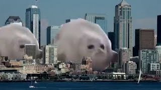 bouncing seals meme seal youtube [upl. by Junna]