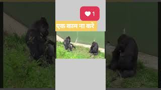 Aaj kam hoyega pura🤣🤣funnyvideos funny funnymemes funnycomedy funnyclips funnyanimals comedy [upl. by Todhunter738]