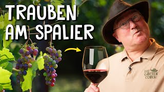 Trauben im eigenen Garten pflanzen 🍇  Anbau Schnitt amp Krankheiten von Tafeltrauben [upl. by Alverson]