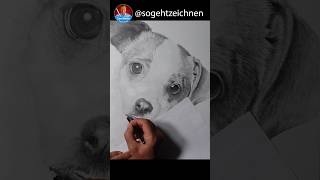 Hund zeichnen Bleistift  Wie zeichnet man einen Hund realistisch [upl. by Rubina]