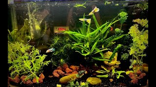 Bioload and Aquatic Plants Explained [upl. by Catlaina]