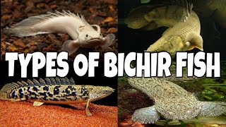 Types Of Bichir Fish [upl. by Itsym933]