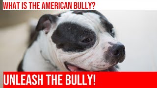 Comparing Sizes amp Temperaments American Bully vs Staffordshire Bull Terrier [upl. by Anjali]