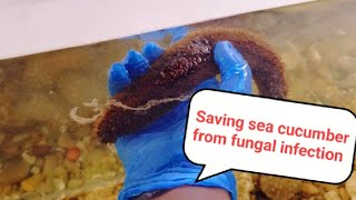 Saving Sea Cucumbers from Fungal Infection  A Water Quality Success Story [upl. by Ostap]