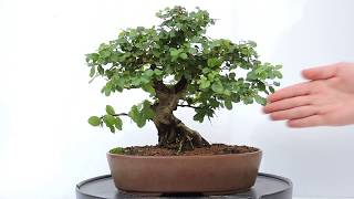 Vídeo 360º Bonsai Ciruelo dulce Chino Sageretia theezans SGT04 [upl. by Dolli537]