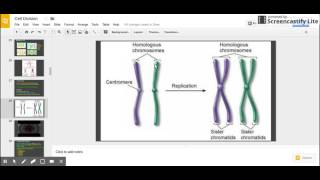 Sister Chromatids vs Homologous Chromosomes [upl. by Shaner]