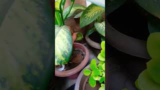 Dieffenbachia plant seeds 😀 viral short 🙏 [upl. by Elvina978]