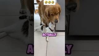 Golden Retriever Bullying🤣 Watch the Clever Cat Turn the Tables in a Hilarious Twistfurball comedy [upl. by Kcirdez894]