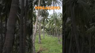 760 Udumalpet To Dharaparam Main Road Based70 Feet 258 Coconut Farm srimahalakshmirealestate [upl. by Aron]