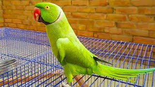 So Decent And Chatterbox Ringneck Talking Parrot [upl. by Aitercul387]