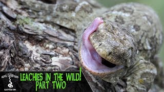 LEACHIANUS GECKOS IN THE WILD PART 2  Rhacodactylus Leachianus  New Caledonia 2018 [upl. by Ledniahs324]