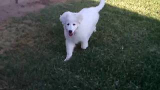 Great Pyrenees puppy 4 months playing [upl. by Eatnoed357]