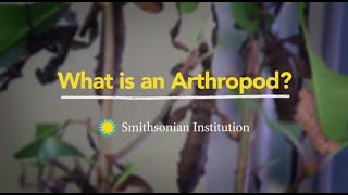 What is an Arthropod [upl. by Blane]