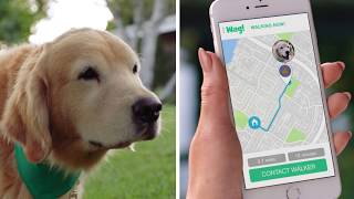 Wag The 1 OnDemand Dog Walking App [upl. by Eeluj854]