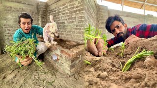 Rabbits K Ghar Par Flowers Laga Diye 🐇🌷 [upl. by Delfine]