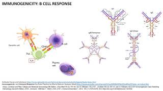 Immunogenicity causing Antidrug Antibodies How Why Which cells What and When [upl. by Alokin]