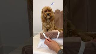 Meraviglioso lettino per cani 🩷 maltipoo cagnolino maltipooshorts [upl. by Minta]