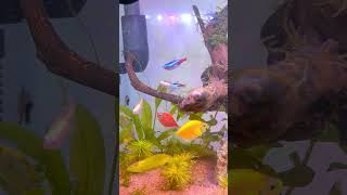 Feeding My Tetra Fish with Tetra Bits  Tetra Fish Care Tips [upl. by Ellenrahc]