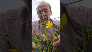 Spearwort ranunculus flammula gardening permaculture nativeplants explore ponds swampland [upl. by Elisha]