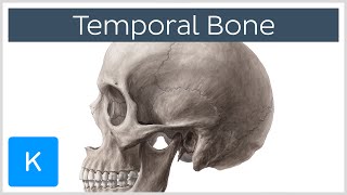 Temporal Bone  Definition Location amp Parts  Human Anatomy  Kenhub [upl. by Aerdnaid813]