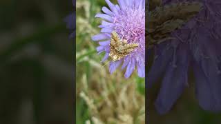 Nice to see a Dusky Sallow so active during the day on Scabious [upl. by Lyj430]