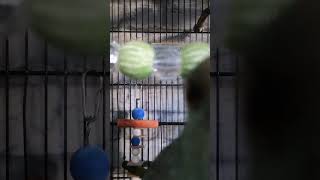 Kakariki Bird Making Noise And Messing Around birds kakariki parrot love funny shorts lol [upl. by Ned]