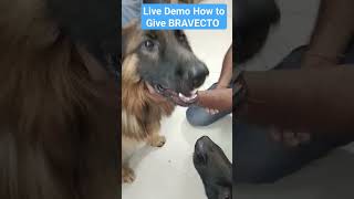 Bravecto tablet for tick treatment youtubeshorts dog realdog viral tickfever germanshepherd [upl. by Bertila]