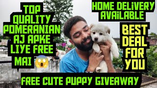 😱FREE FREE FREE • 🥳POMERANIAN TOP QUALITY 🤩dog [upl. by Ysak358]