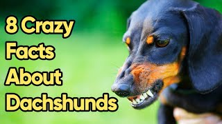 8 Crazy Facts About Dachshunds You Need To Know [upl. by Arannahs]