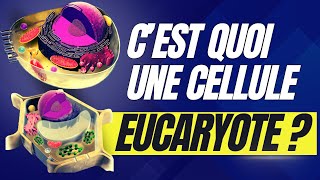 Questce quune cellule eucaryote Explication et définition [upl. by Merna]