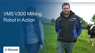 DeLaval VMS V300 Milking Robot in Action on Simon Butlers Farm in Adare [upl. by Cioban]