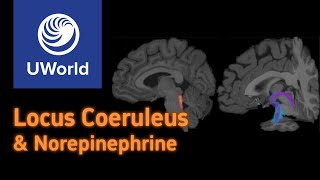 Locus Coeruleus  USMLE Step 1 UWorld Questions Nervous system Neurology Neuroanatomy MBBS PLAB [upl. by Ahsinahs]