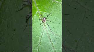 Mitopus Morio Harvestman In Early November arachnids nature [upl. by Zwick318]