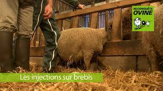 Les injections sur brebis [upl. by Celin]