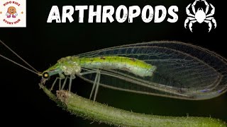 The Arthropods Educational Video For Kids  All about arthropodsNatural science for kids [upl. by Hsatan]