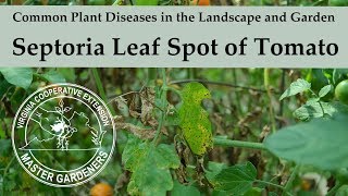 Septoria Leaf Spot on Tomato  Common Plant Diseases in the Landscape and Garden [upl. by Hallette979]