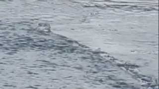 Lake monster seen in Iceland Original HQ uncut version [upl. by Milton]