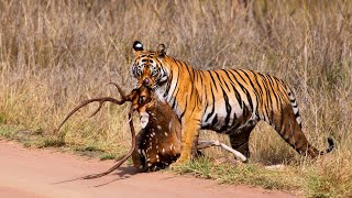 Tiger Attack Deer in Forest ।। Wild Tiger hunting deer [upl. by Akahc]