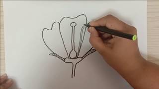 How to Draw structure of flower [upl. by Keffer39]