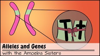 Alleles and Genes [upl. by Rednaskela]