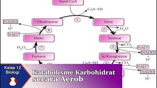 Kelas 12  Biologi  Katabolisme Karbohidrat secara Aerob  Video Pendidikan Indonesia [upl. by Valma824]